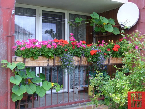 Rozkvetlé okno a balkon 2011