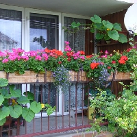 Rozkvetlé okno a balkon  2011